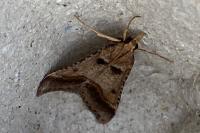 Stemmatophora brunnealis