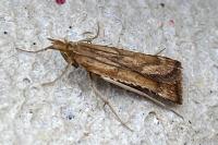Stemmatophora brunnealis