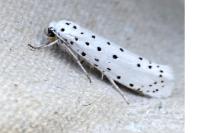 Yponomeuta