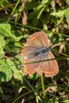 Polyommatus icarus