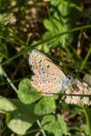 Polyommatus icarus