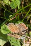 Polyommatus icarus