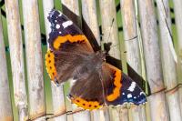 Vanessa atalanta