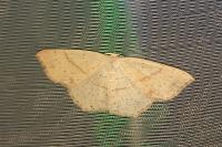 Cyclophora punctaria