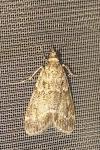 Eudonia mercurella