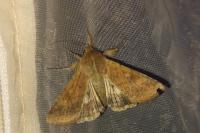 Helicoverpa armigera