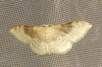 Idaea degeneraria