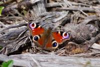Aglais io