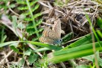 Polyommatus icarus