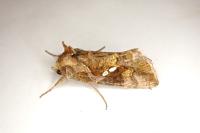 Chrysodeixis chalcites