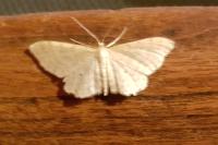 Scopula immutata