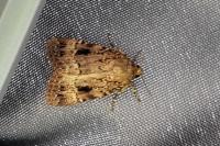 Amphipyra pyramidea