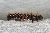 Acronicta rumicis