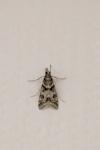 Eudonia angustea