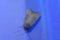 Hoplodrina ambigua