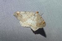 Macaria liturata