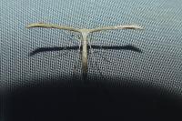 Emmelina