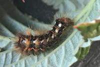 Acronicta rumicis