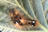 Acronicta rumicis
