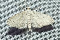 Idaea seriata