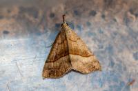 Hypena proboscidalis