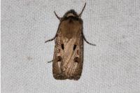 Agrotis exclamationis