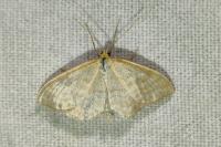 Idaea macilentaria