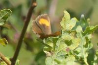 Thecla betulae