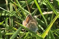 Polyommatus icarus