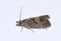 Dichrorampha simpliciana