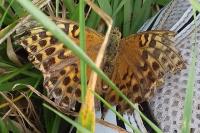 Argynnis paphia