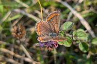 Aricia agestis