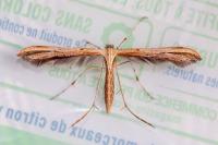 Emmelina monodactyla