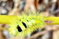 Calliteara pudibunda