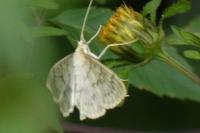 Patania ruralis