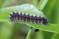 Saturnia pavonia