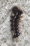 Acronicta rumicis