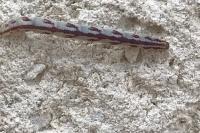 Eupithecia centaureata