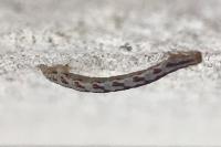 Eupithecia centaureata