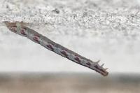 Eupithecia centaureata