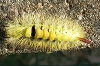 Calliteara pudibunda