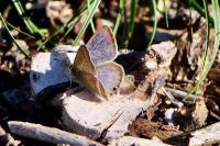 Lampides boeticus