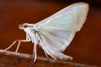 Palpita vitrealis