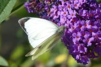 Pieris brassicae