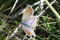 Polyommatus icarus