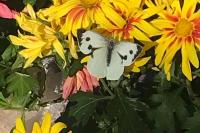 Pieris brassicae