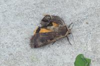 Noctua pronuba