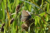 Polyommatus icarus