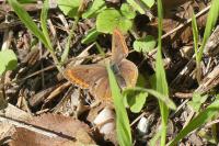 Aricia agestis