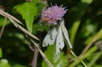 Pieris rapae
